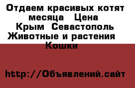 Отдаем красивых котят. 1,5 месяца › Цена ­ 1 - Крым, Севастополь Животные и растения » Кошки   